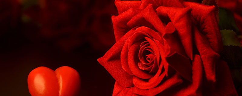 红玫瑰2.jpg