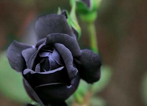 黑蔷薇4