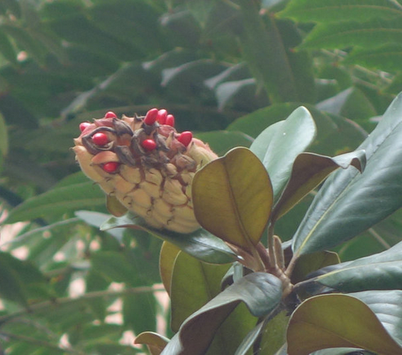 开花的广玉兰也许你见过，但你是否见过广玉兰结果（籽）？
