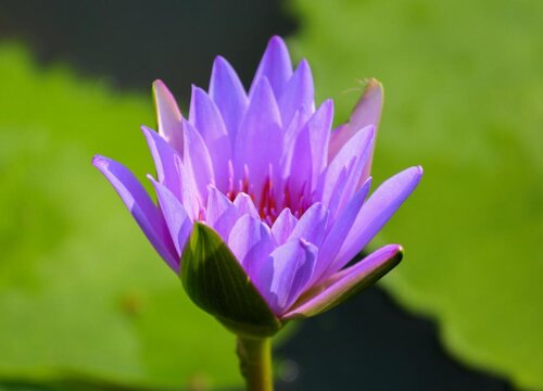 紫睡莲1