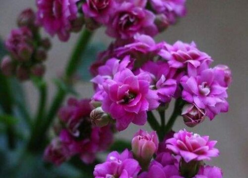 紫丁香长寿花1