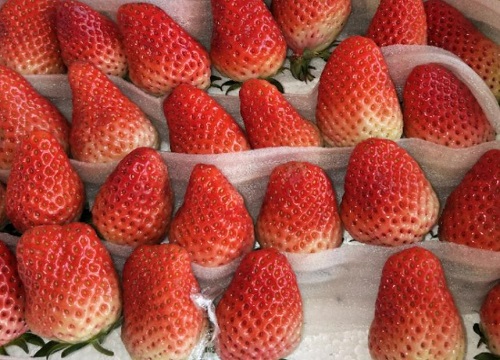 红颜草莓品种简介4