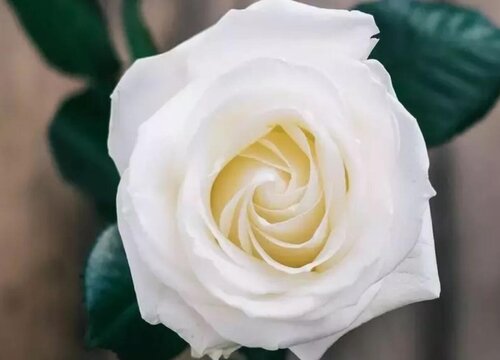 白玫瑰1