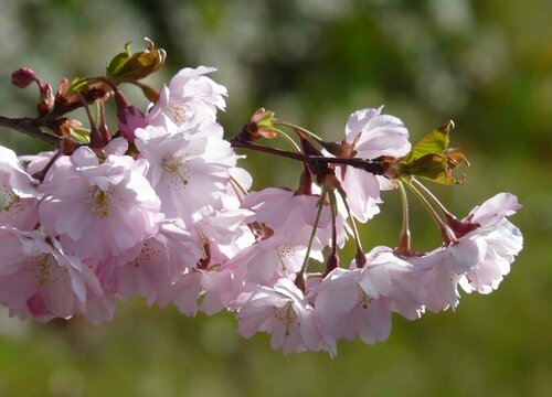 樱花树3