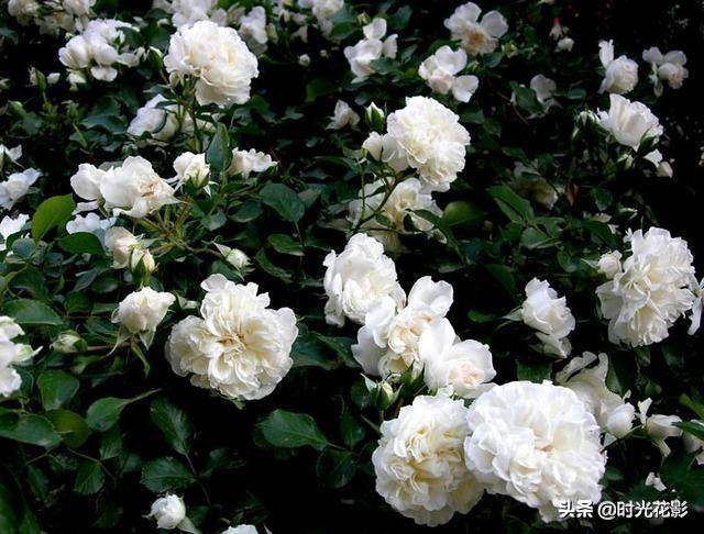 白蔷薇•黄蔷薇
