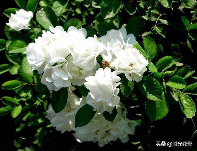 白蔷薇•黄蔷薇