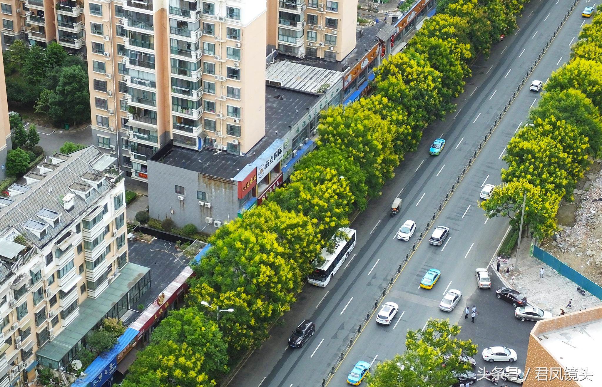 湖北宜昌：摇钱树开花，金碧辉煌街景美！它的学名叫啥？