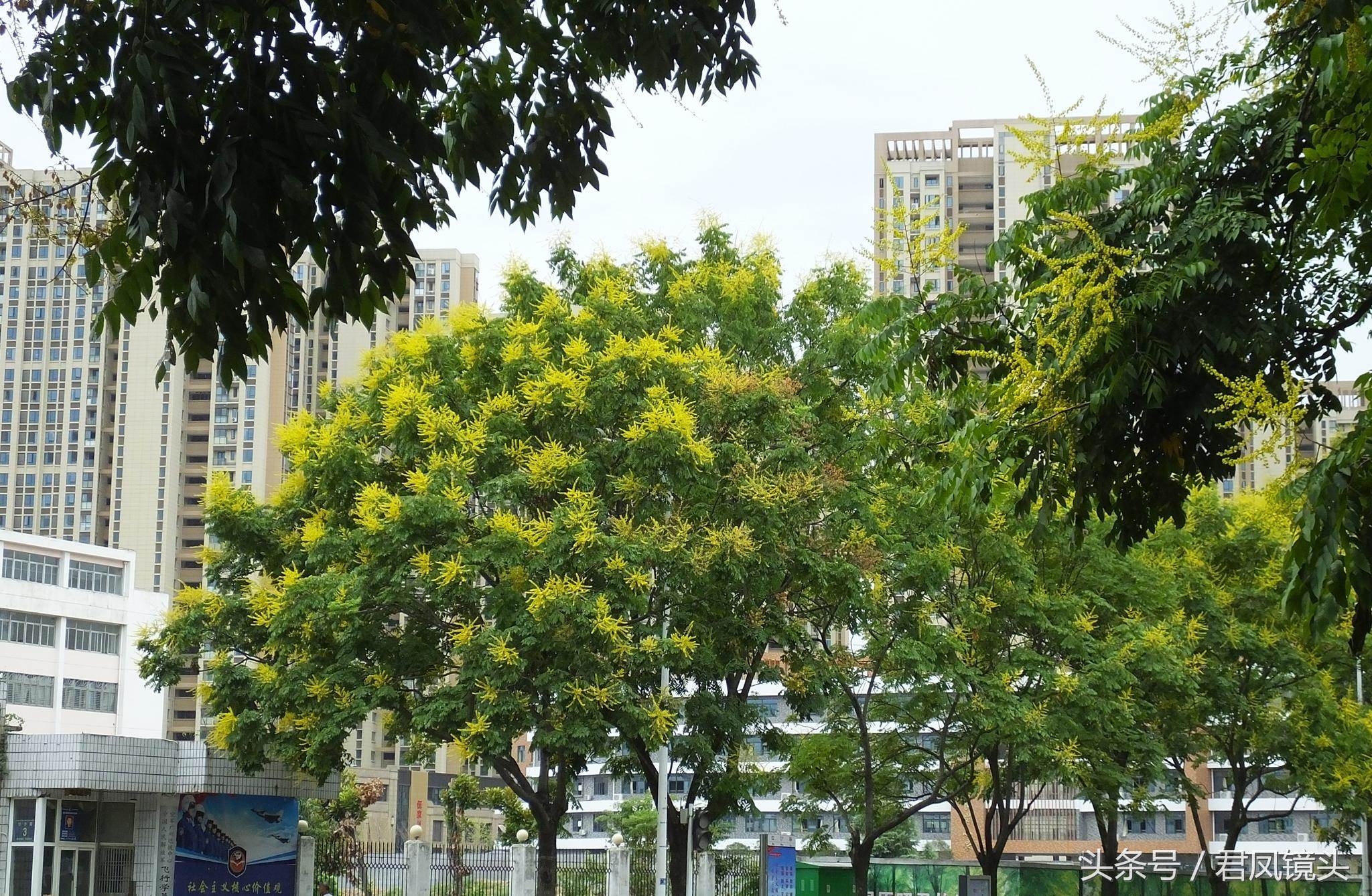 湖北宜昌：摇钱树开花，金碧辉煌街景美！它的学名叫啥？