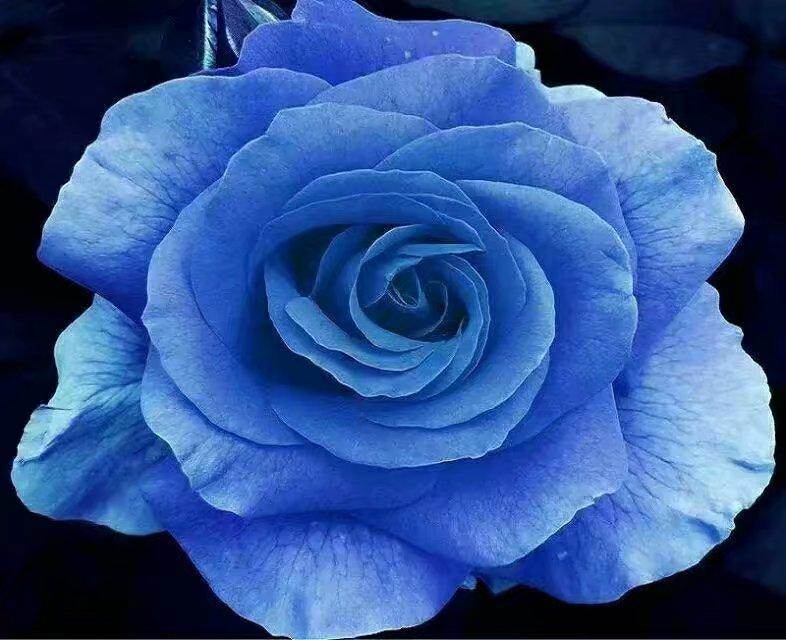 蓝玫瑰花语：在爱的天空中翱翔！
