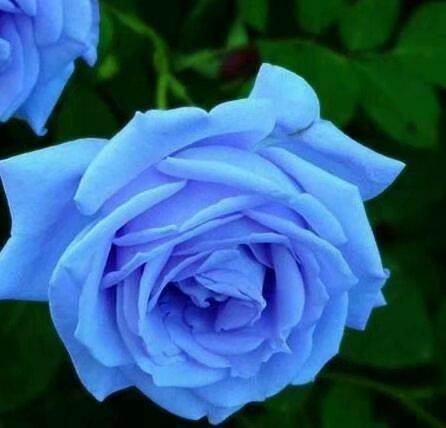 蓝玫瑰花语：在爱的天空中翱翔！